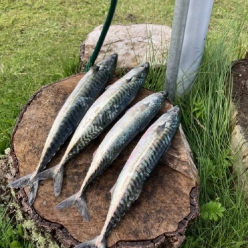 Fanget fire fisk