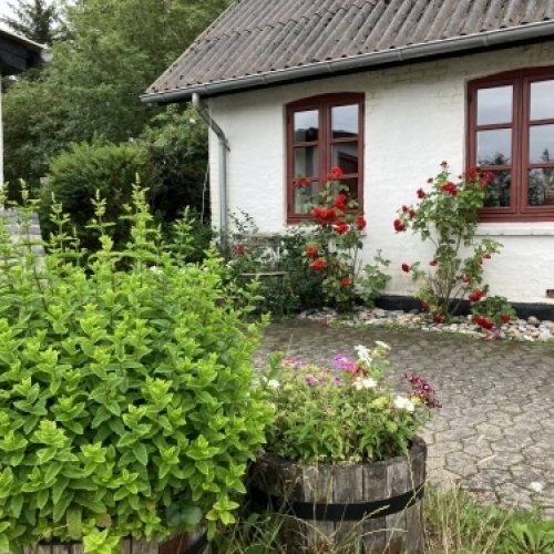 Gårdhave med planter