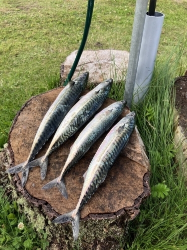 Fanget fire fisk