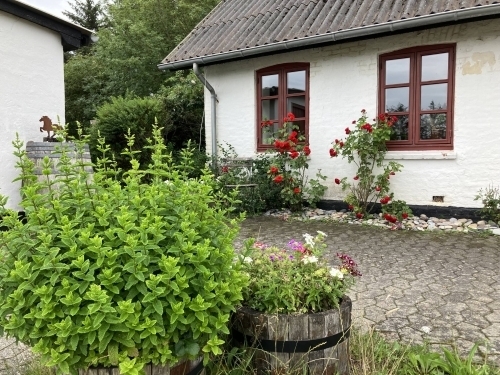 Gårdhave med planter